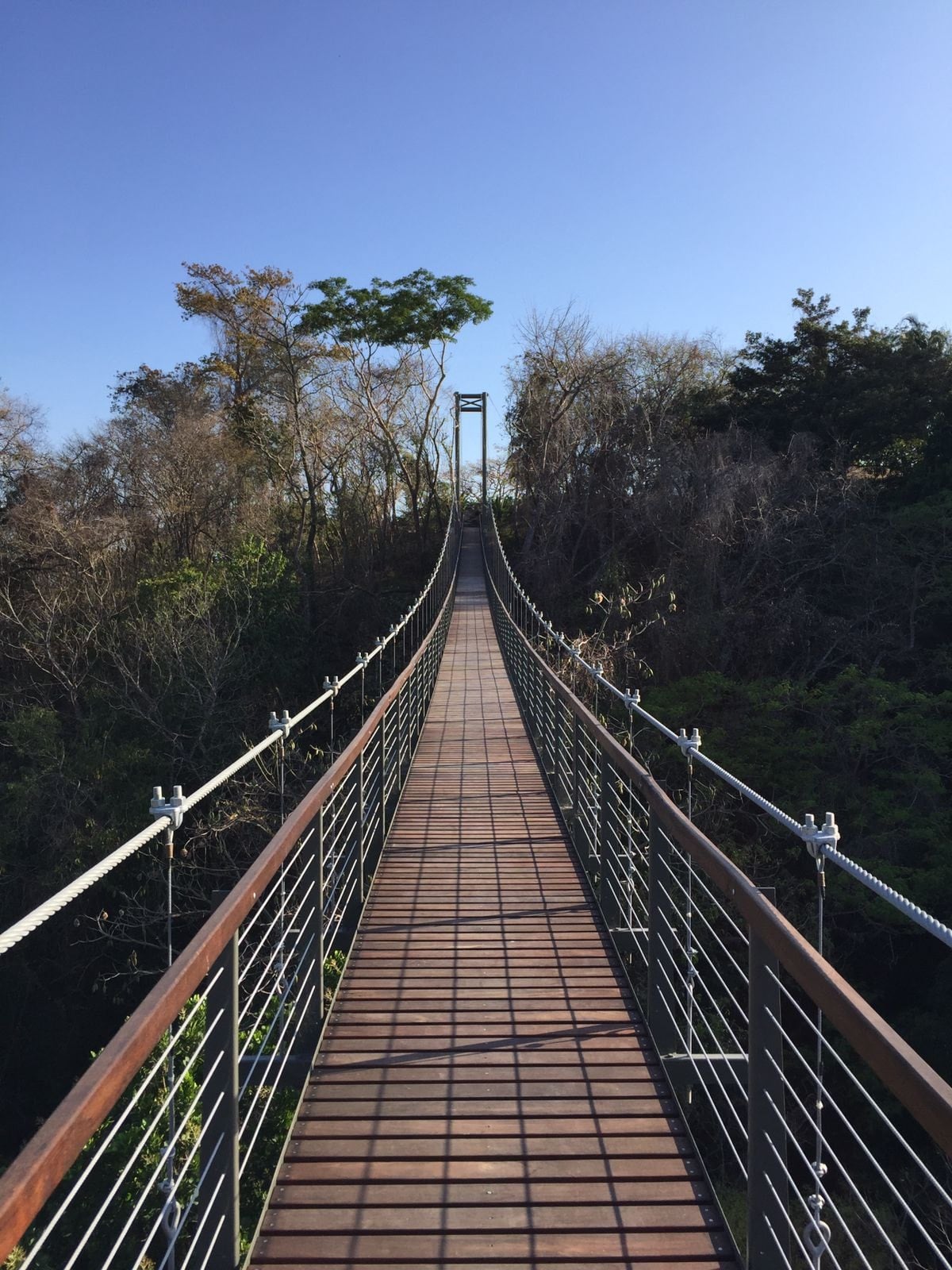 Timber deck of a pedestrian suspension bridge among trees