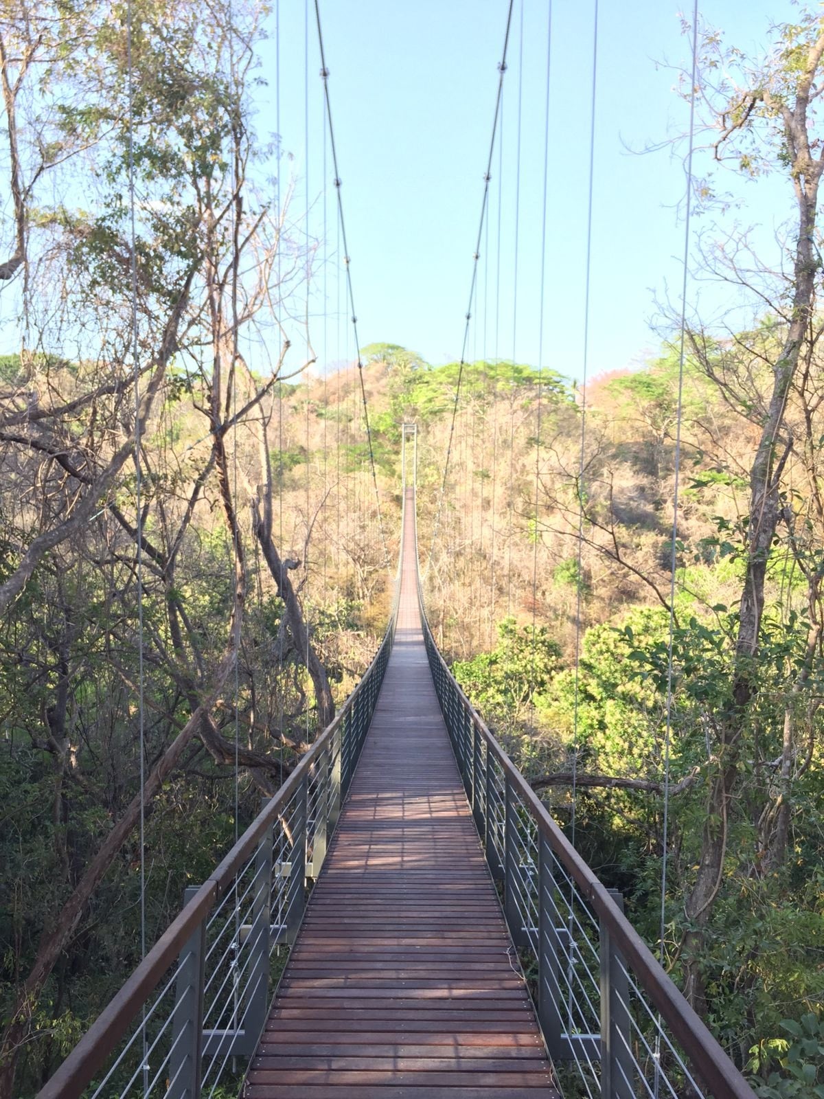 Pedestrian suspension bridge over the vegetation.